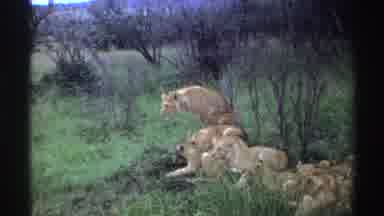 Nigeria (1969): The Lion Lays Down On The Ground Next To The Other Lions That Are