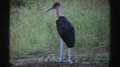 Nigeria (1969): Birds With Long Pink Beaks Many Black Feathers Long Thin White