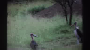 Nigeria (1969): Three Vultures Standing In Green Field On A Clear Day