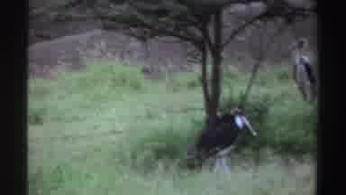 Nigeria (1969): Free Birds In Nature
