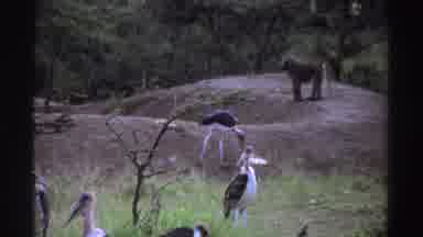 NIGERIA-1969: Marabou Storks and Baboon in Natural Habitat