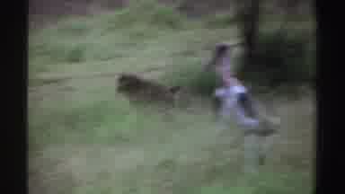 Nigeria (1969): Primates Chase Each Other As Storks Stand Nearby In Tall Grass