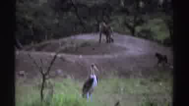 Nigeria (1969): Monkey Following Lion Proactively While Birds Are Watching Closely