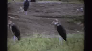 Nigeria (1969): Birds Standing Looking Around