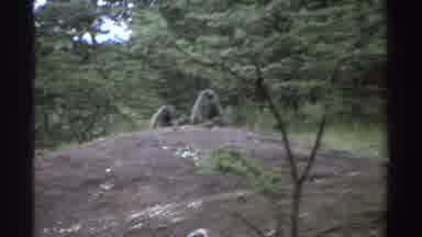 Nigeria (1969): Monkeys And Some Birds In The Middle Of Nature With A Huge Forest