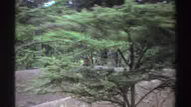 Nigeria (1969): Footage Of Big Birds Roaming Around In Their Habitat