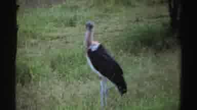 Nigeria (1969): A Large Bird With A Long Beak And Legs Stands In Tall Grass Near A
