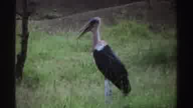 Nigeria (1969): View Of Vulture Standing In Grass On A Clear Day