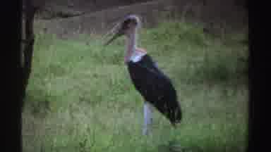 Nigeria (1969): Small Fierce Coyote And Tall Pelican In Grassy Field
