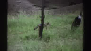 Nigeria (1969): A Hyena Runs Across The Forest With Two Long Peak Birds Looking On