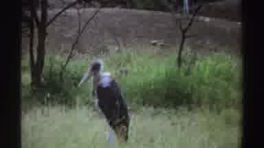 Nigeria (1969): Crane In The Foreground With Fox Running Past In The Background In