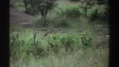 Nigeria (1969): Fox Mammalian Free Walking Prairie Forest Showing Watching Near