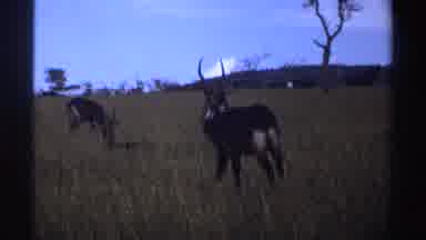Nigeria (1969): Animals In A Yellow African Field Staring At The Cameraman
