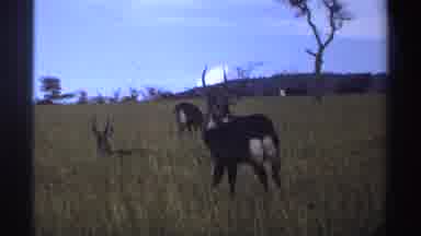 Nigeria (1969): Group Of Antelope In Tall Grass Blue Sky Background White Puffy