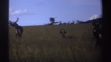 Nigeria (1969): Group Of Wild Animals In The Bush In Their Natural Habitat