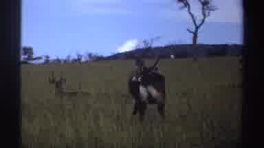 Nigeria (1969): Animals Standing And Laying In A Tall Grass Field On A Sunny Day