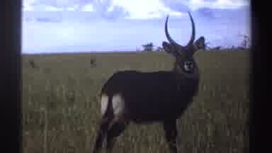 Nigeria (1969): Deer Observes People Around Him In His Natural Environment