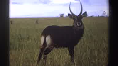 Nigeria (1969): Rams Gazing In The Open Fields