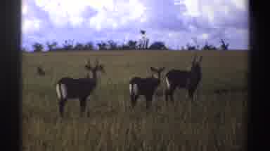 Nigeria (1969): Three Scores Gazelles Looking At Camera On A Sunny Day