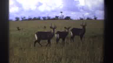 Nigeria (1969): There Are Three Deer On A Field But Due To Camera Angle And Deer