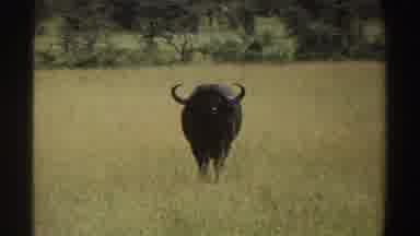 Nigeria (1969): Cape Buffalo Looks In Direction Of Camera And Stands In Tall