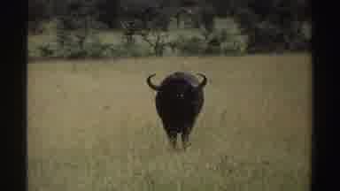 Nigeria (1969): Large Bison Stands Still In The Tall Grass In The Open Field