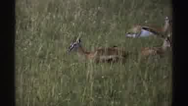 Nigeria (1969): Wild Bison And Deer Wildlife