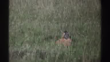 Nigeria (1969): Observation Of Antelopes In Their Natural Environment