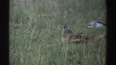 Nigeria (1969): Wildlife Nowadays Animals Breathing Fresh Air