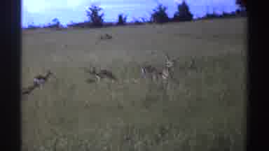 Nigeria (1969): Panoramic View Of Wild Animals In The Bush With Trees In The