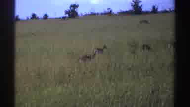 Nigeria (1969): Deer Wagging Their Tails In A Field On A Sloping Hill