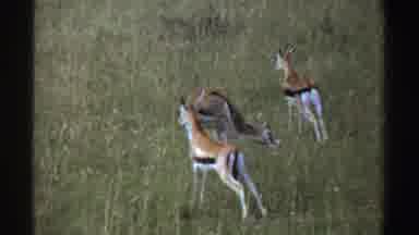 Nigeria (1969): Three Antelope Walking Through Green Grass On A Clear Day