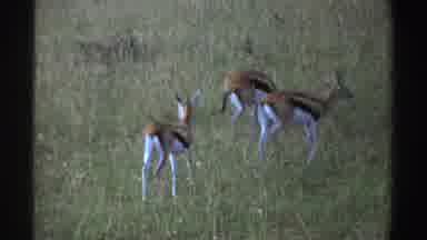Nigeria (1969): Three Arabian Gazelles Walking Through Tall Grass Wagging Their