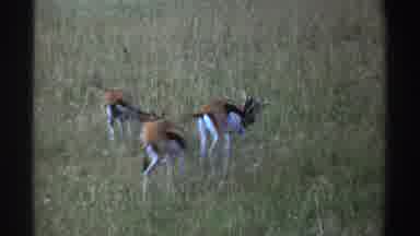 Nigeria (1969): A Herd Of Gazelle Grazing And Resting In A Field Of Wild Grass