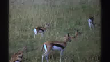 Nigeria (1969): Five Deere On The Ground Three Deere Wagging Their Tail And One