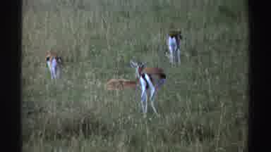 Nigeria (1969): Animals In Field Birds Flying