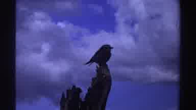 Nigeria (1969): Bird Perched Atop Remnants Of A Tree Limb Blue Sky And Puffy White