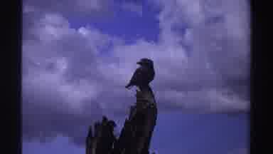NIGERIA-1969: Bird Perched On Remnants Of Old Tree Limb Against Blue Sky And Puffy Clouds
