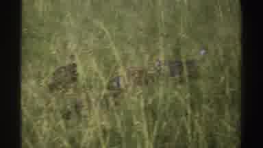 Nigeria (1969): Turkeys Walking Through Nature Looking For Food Insects And