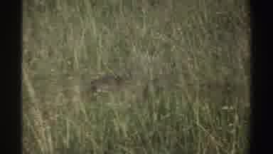 Nigeria (1969): Blue Neck Turkeys Spotted Walking In The Tall Grass