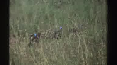 Nigeria (1969): Group Of Helmeted Guinea fowl Walking Through Tall Grass On Sunny