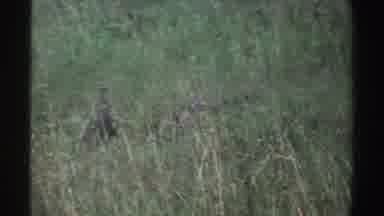 Nigeria (1969): Two Large Black Buffaloes In The Open Field Next To A Family Of