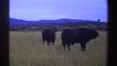 Nigeria (1969): Wild Animals In The Bush Feeding In Their Natural Habitat