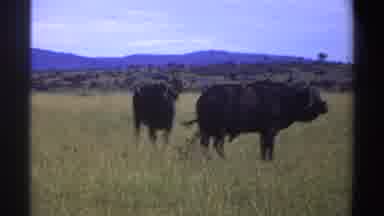 Nigeria (1969): Two Cows Swishing Their Tails And Chewing Cud As They Stand In A
