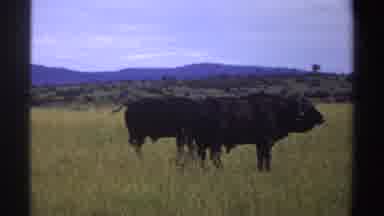 Nigeria (1969): Buffaloes Walking And Feeding Themselves On A Big Green Grass Area
