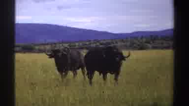 Nigeria (1969): Pair Of Black Wildebeests Standing In Grass On A Sunny Day