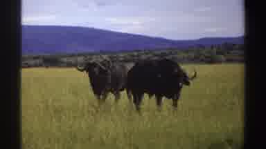Nigeria (1969): Two Big Fat Black Bulls With Horns Walking On The Big Green Field