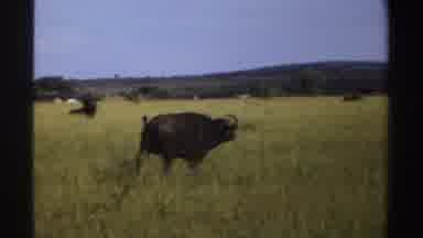 Nigeria (1969): A Wandering Water Buffalo On Green Grassy Open Field