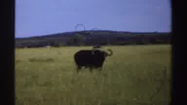 Nigeria (1969): A Yak With Large Horns Walking Through A Field Of Grass