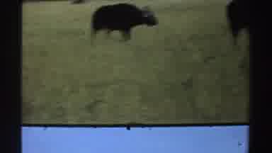 Nigeria (1969): Two Adult Buffaloes Look At The Camera In Broad Daylight In A